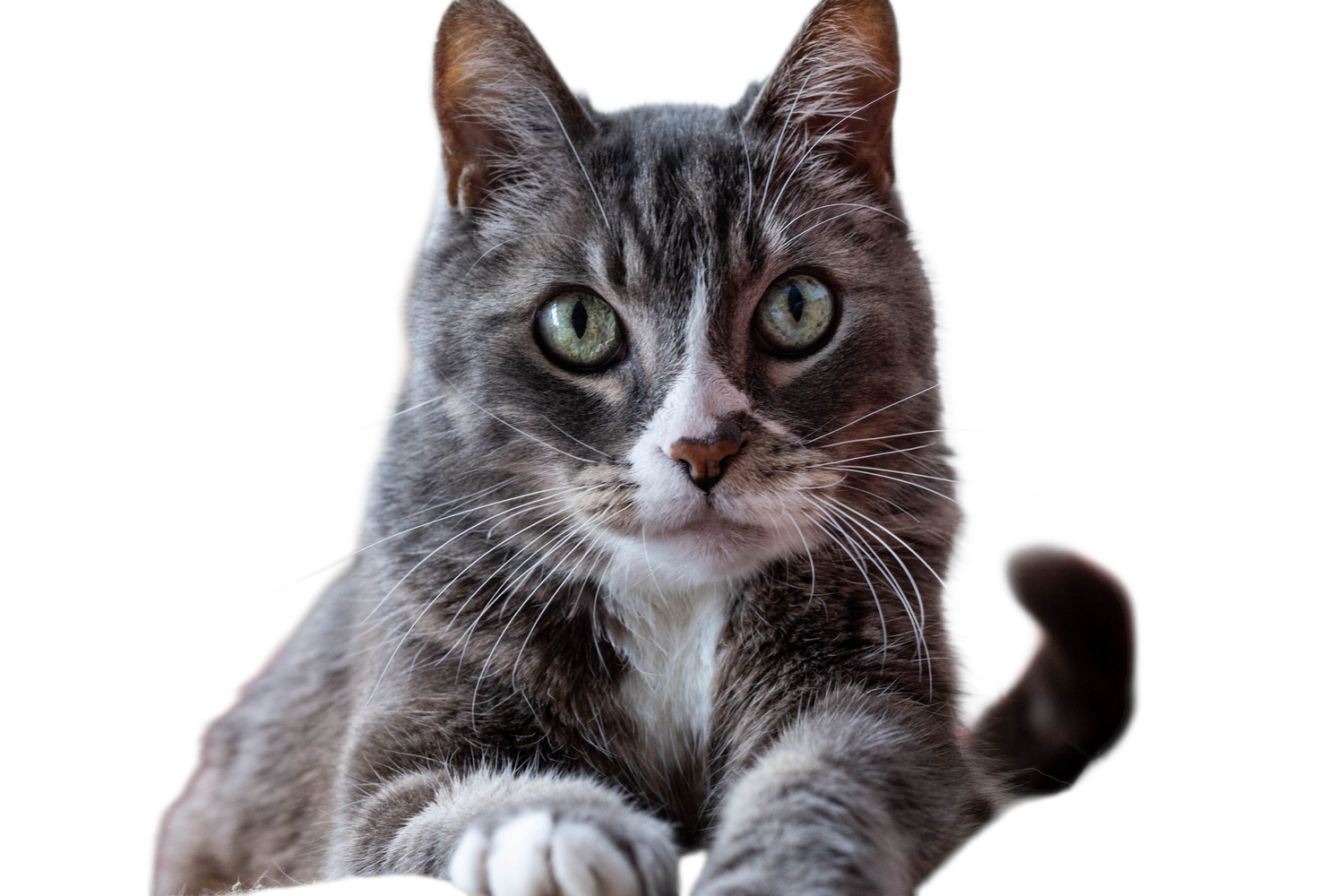 Cat Essentials